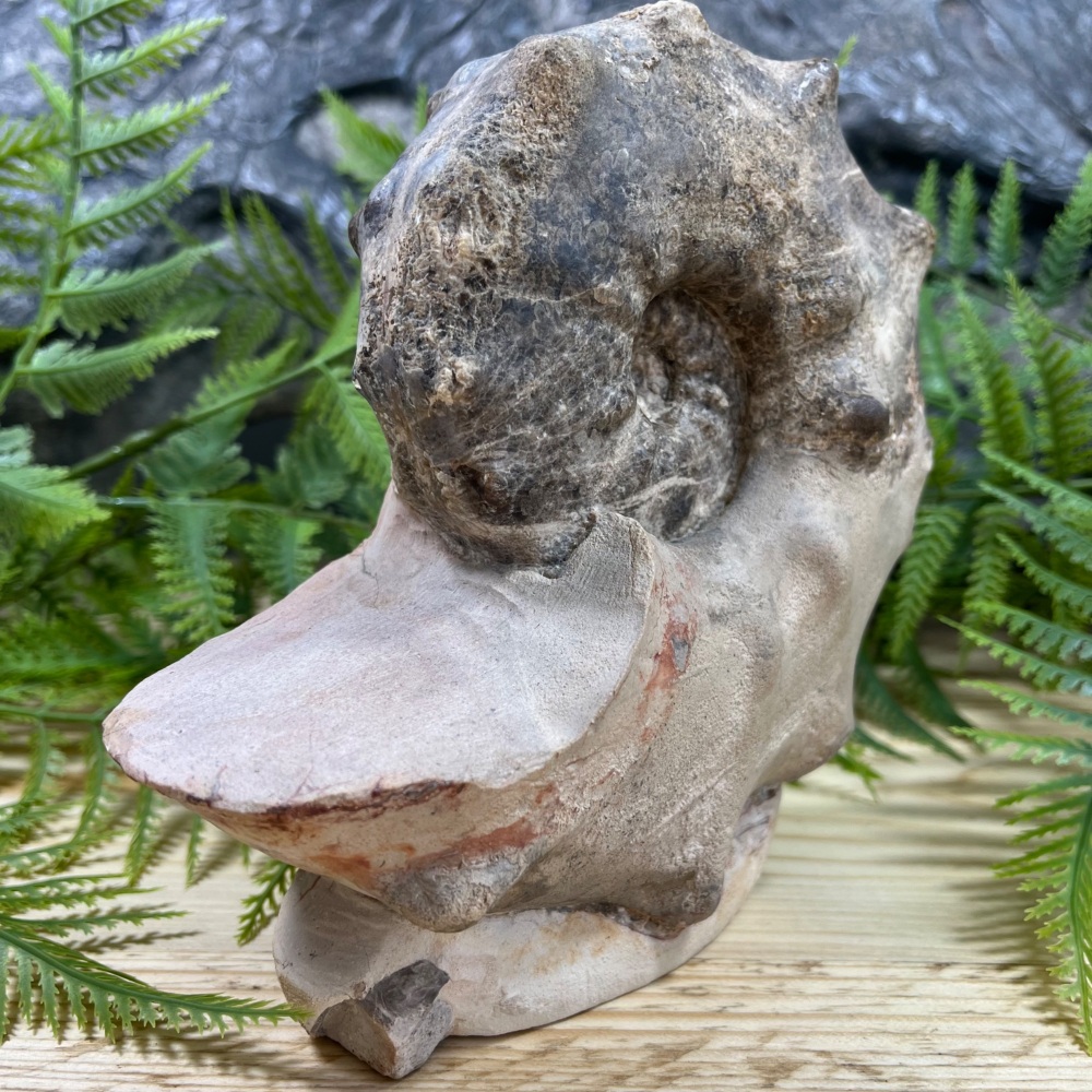 Ammonite (Mammites nodosoides)