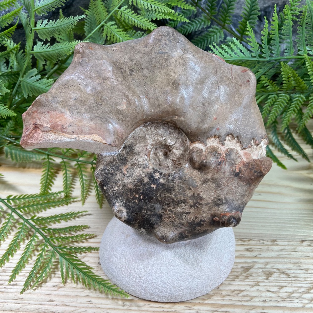 Ammonite (Mammites nodosoides)