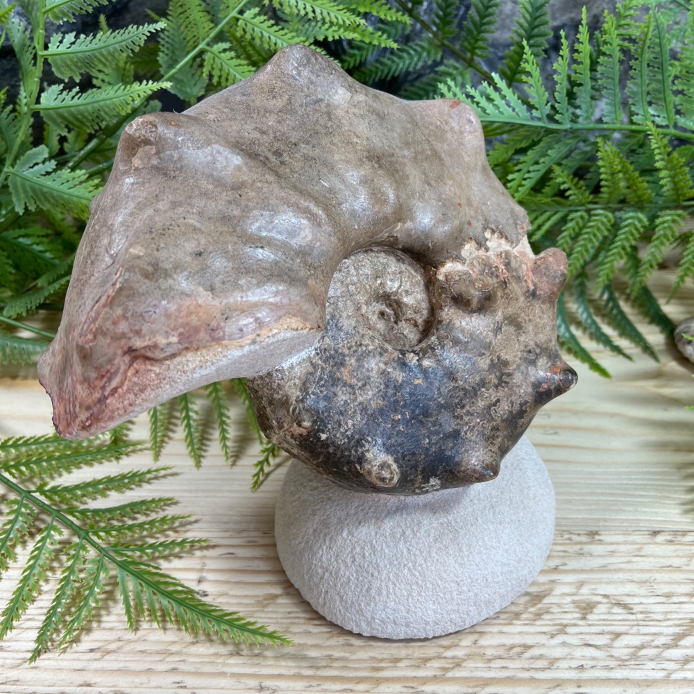 Ammonite (Mammites nodosoides)