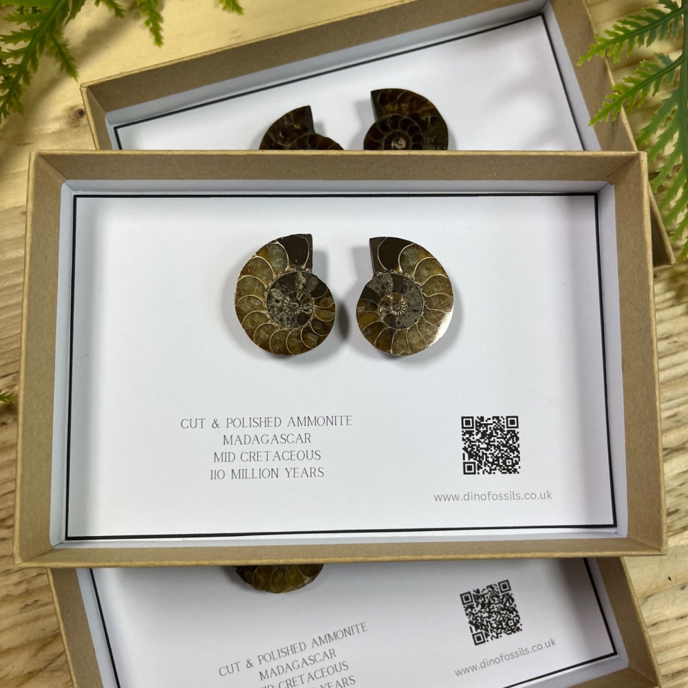 Ammonite (cut & polished pair)