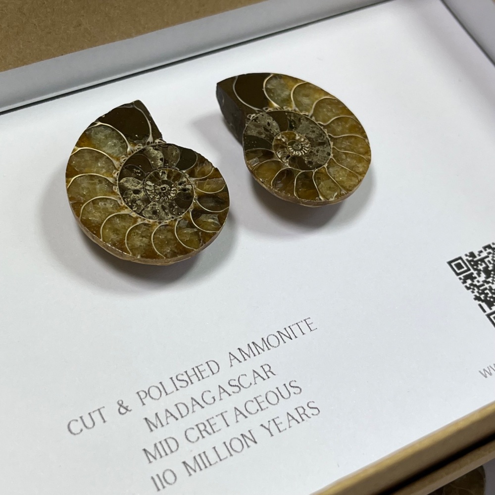 Ammonite (cut & polished pair)