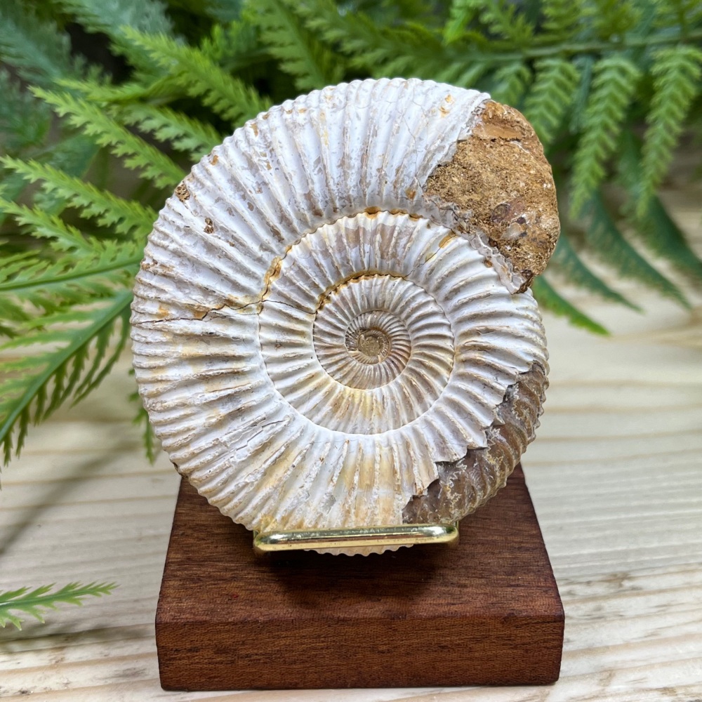 Ammonite (Perisphinctes)