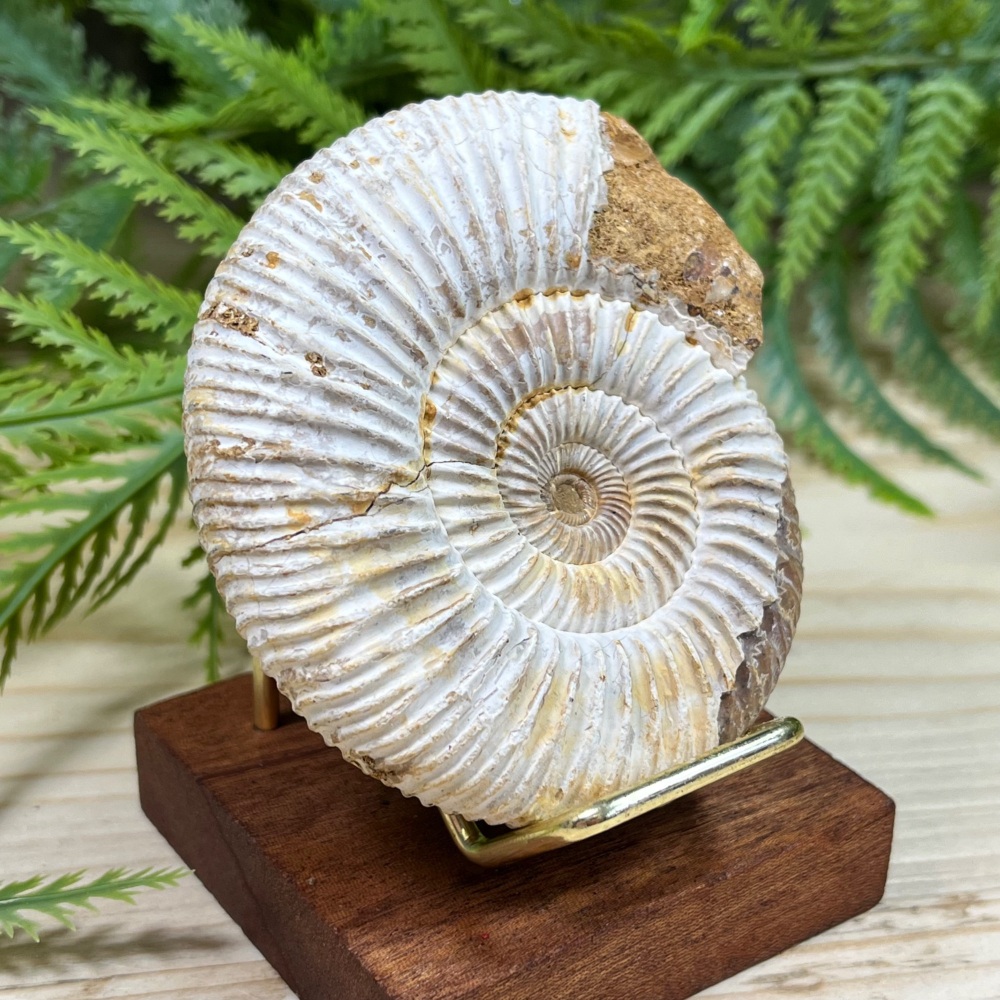 Ammonite (Perisphinctes)