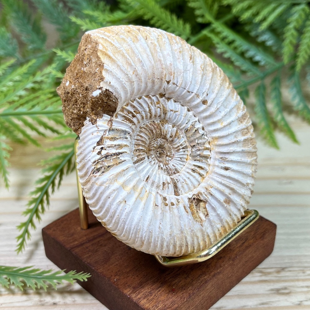 Ammonite (Perisphinctes)