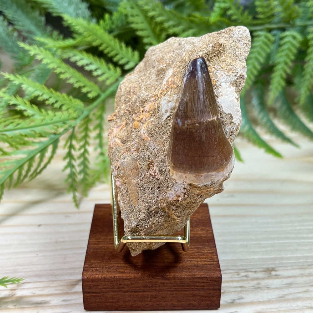 Mosasaur tooth