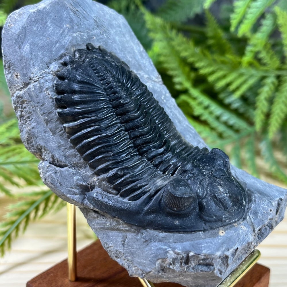Trilobite (Hollardops)