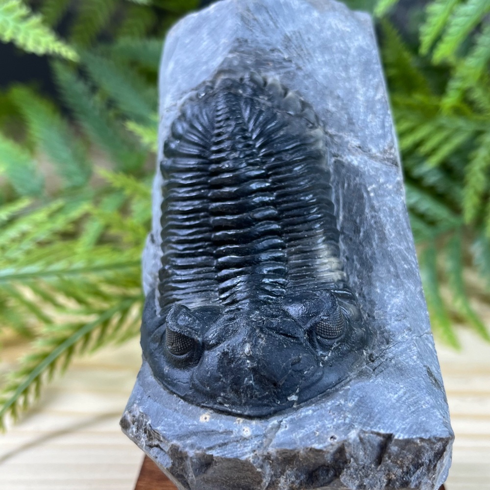 Trilobite (Hollardops)