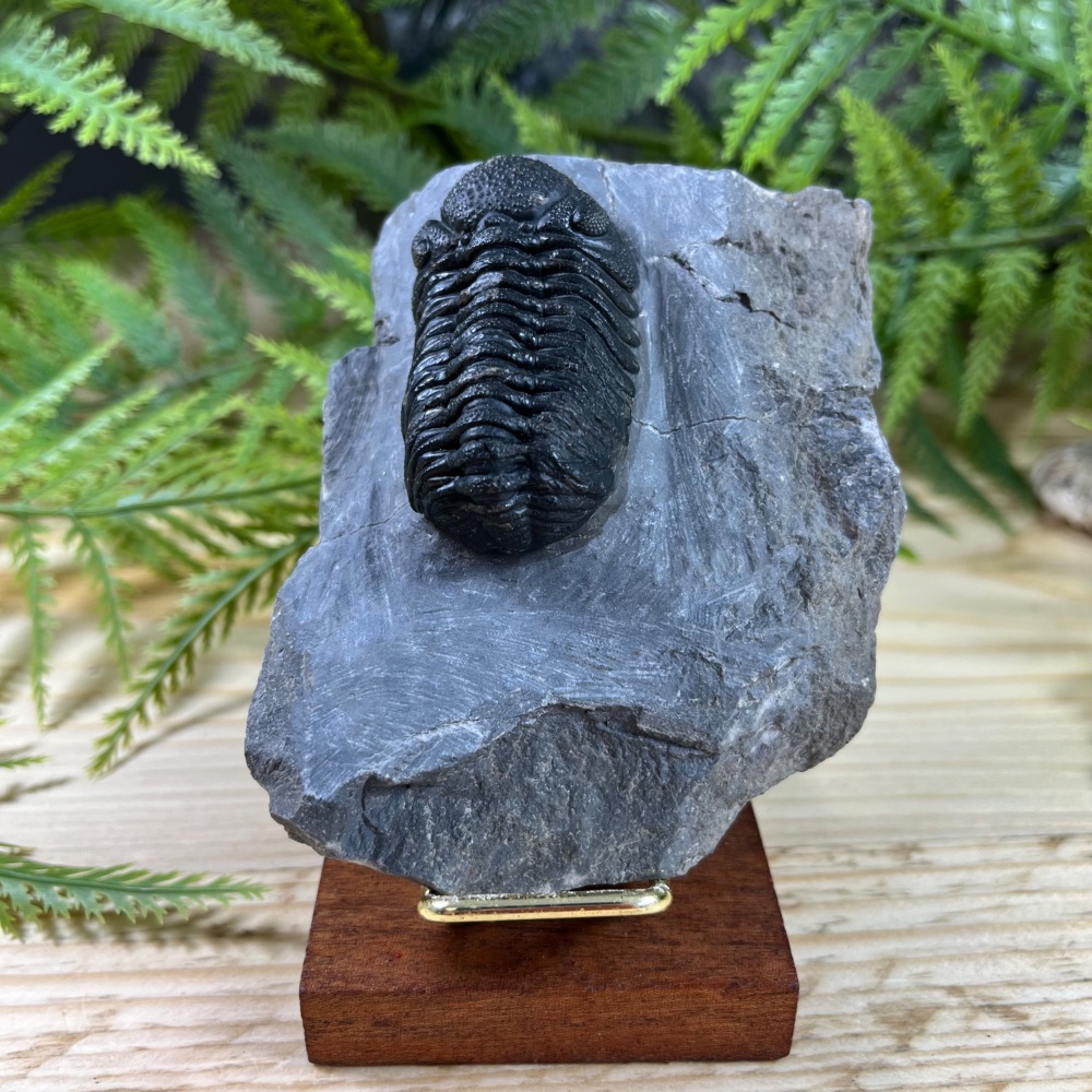 Trilobite (Phacopsid)