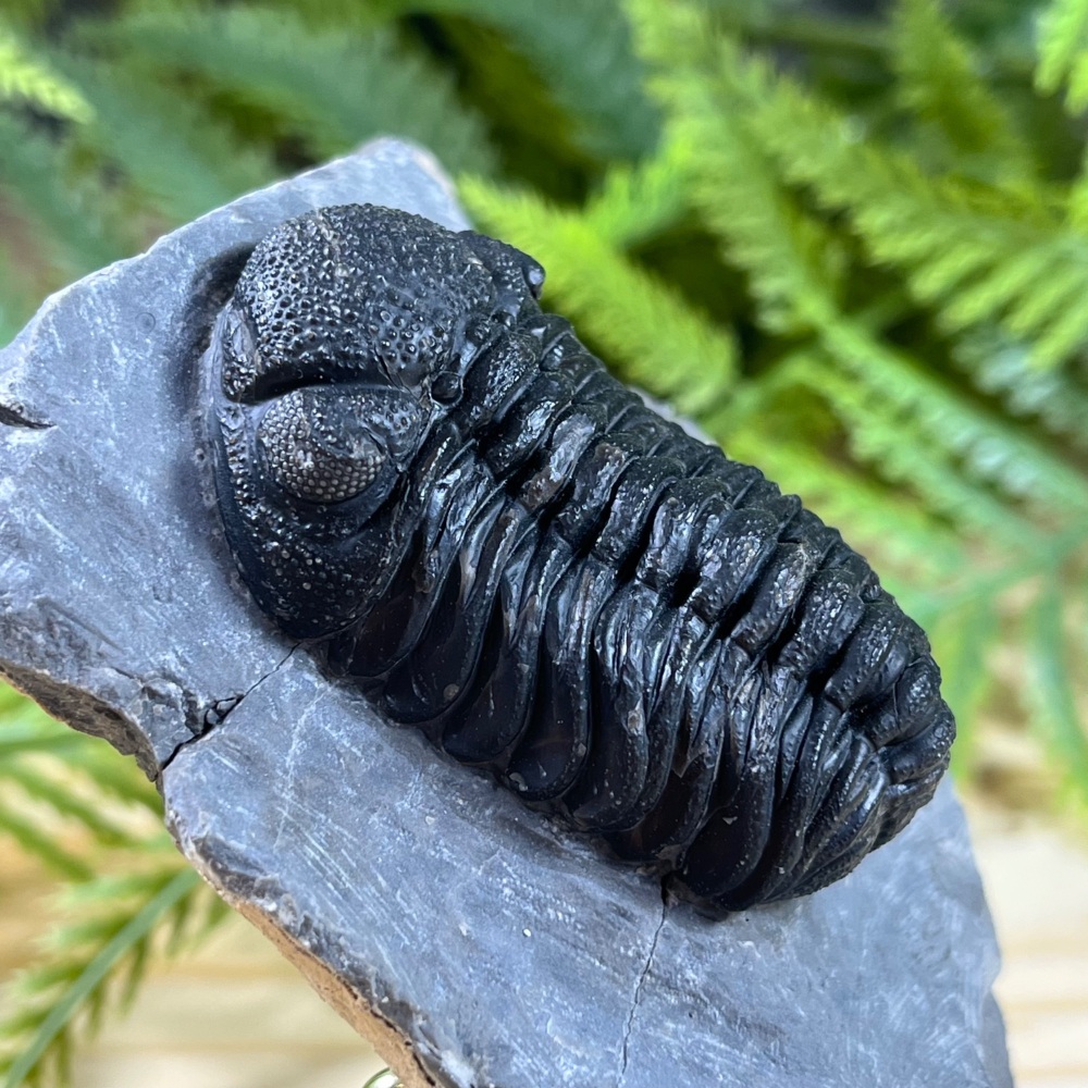Trilobite (Phacopsid)