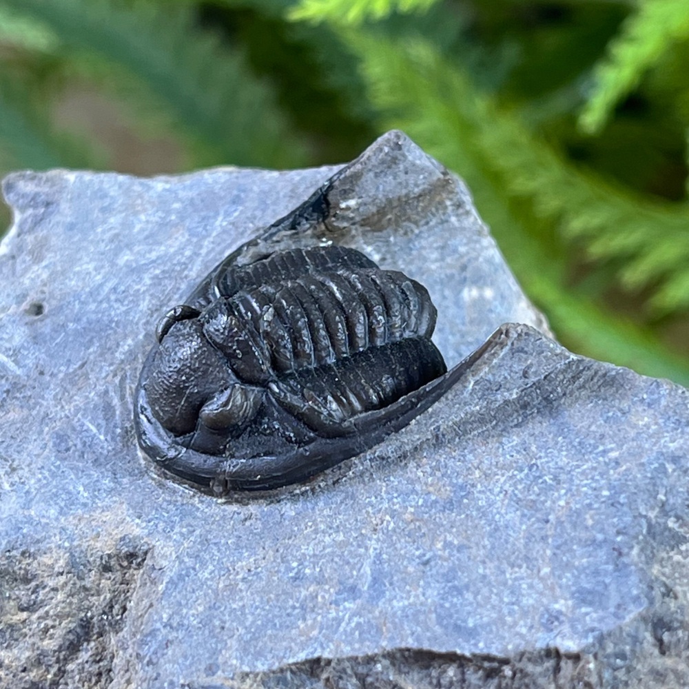 Trilobite (Cornuproetus)