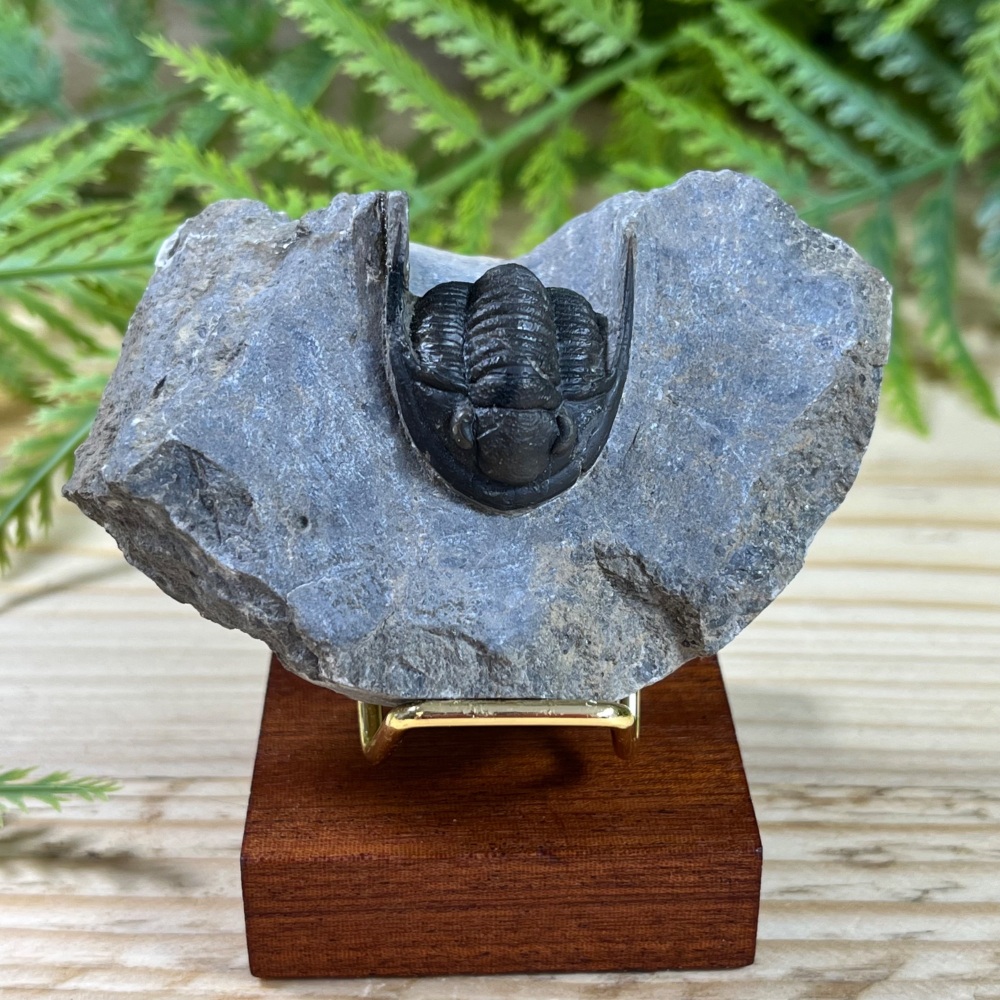 Trilobite (Cornuproetus)