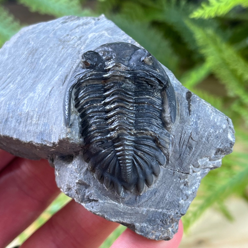 Trilobite (Hollardops)