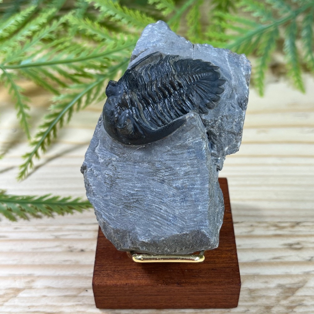 Trilobite (Hollardops)