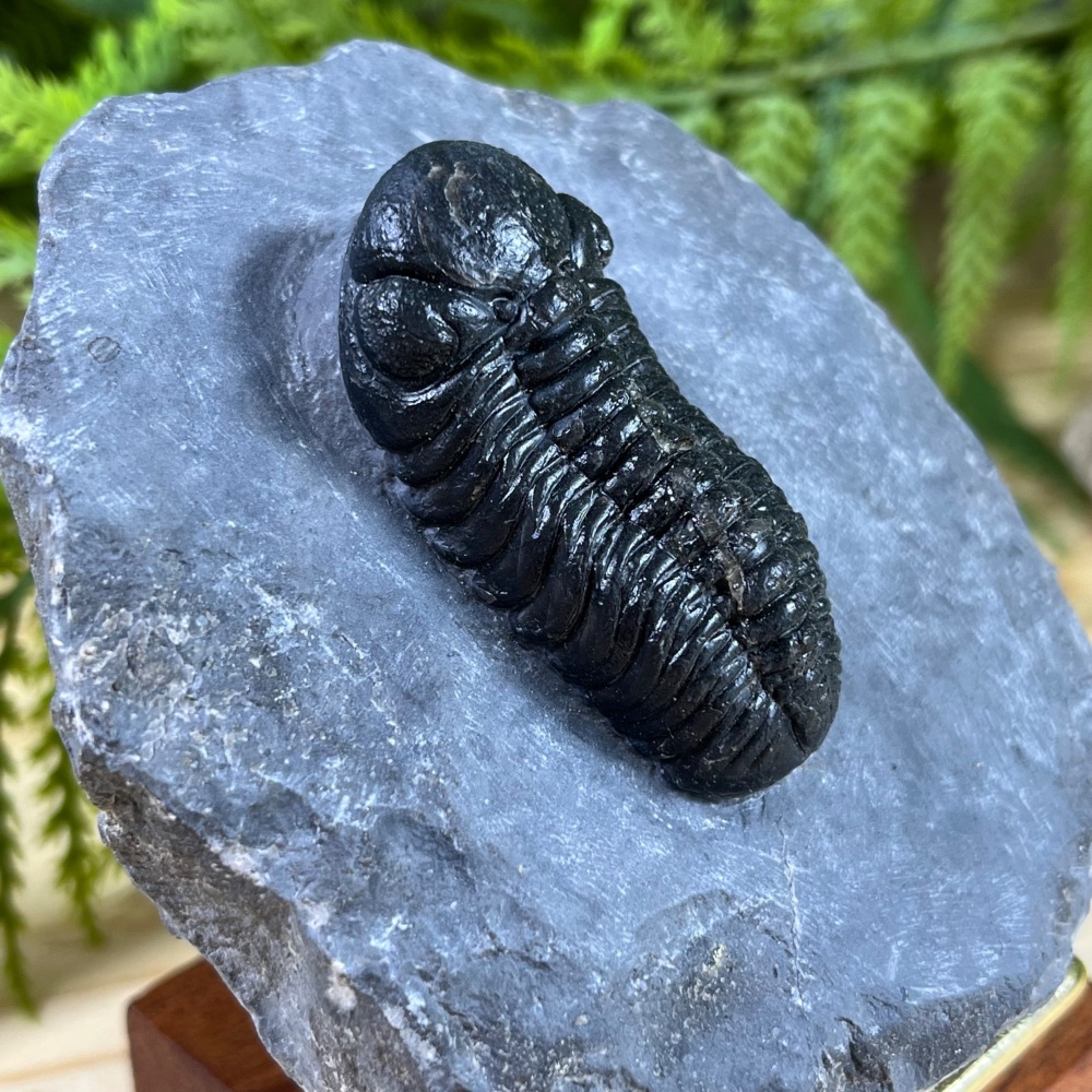 Trilobite (Phacopsid)