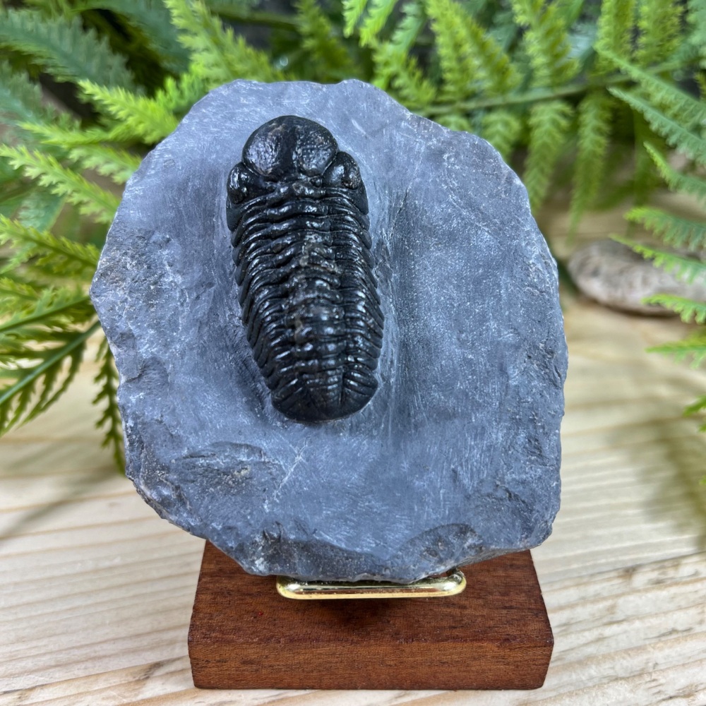 Trilobite (Phacopsid)
