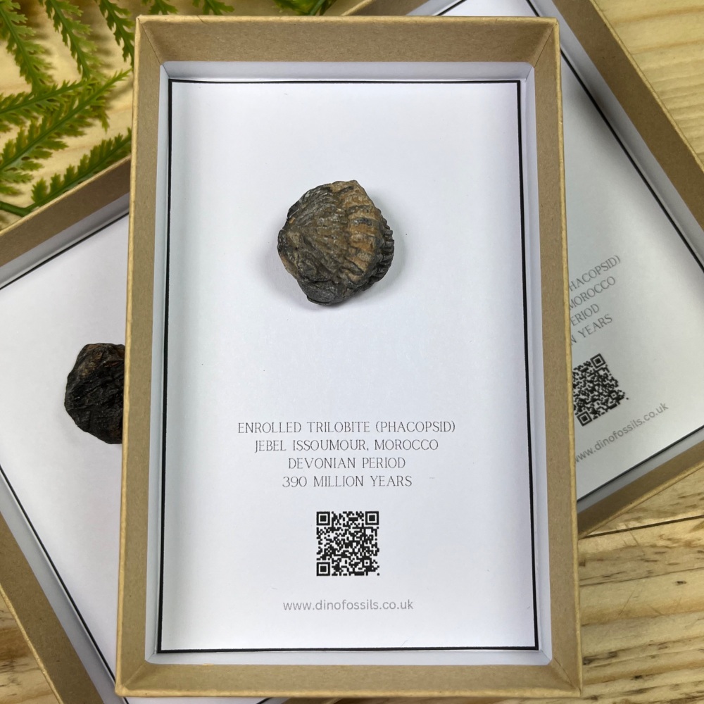 Trilobite (Phacopsid)