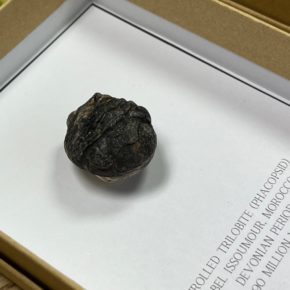 Trilobite (Phacopsid)