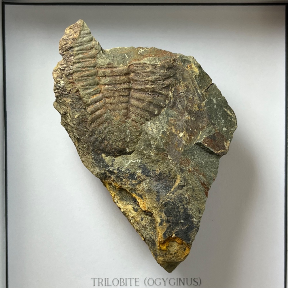 Welsh Trilobite (Ogyginus)