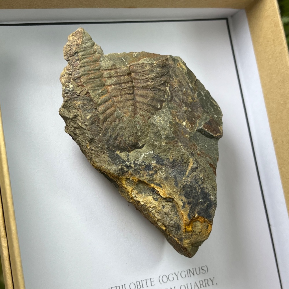 Welsh Trilobite (Ogyginus)