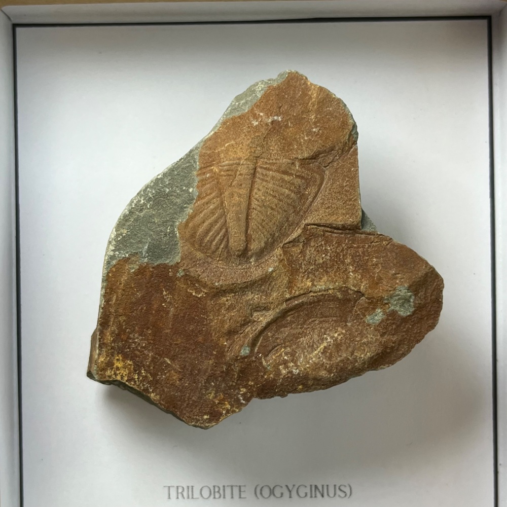 Welsh Trilobite (Ogyginus)