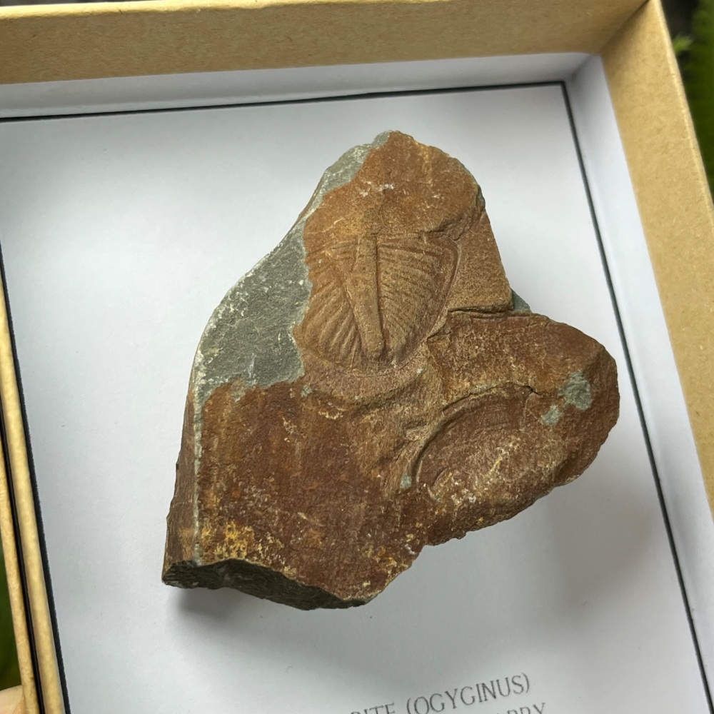 Welsh Trilobite (Ogyginus)