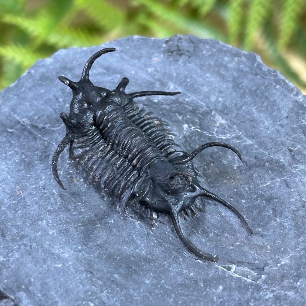 Trilobite (Ceratarges)