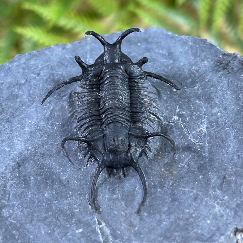 Trilobite (Ceratarges)
