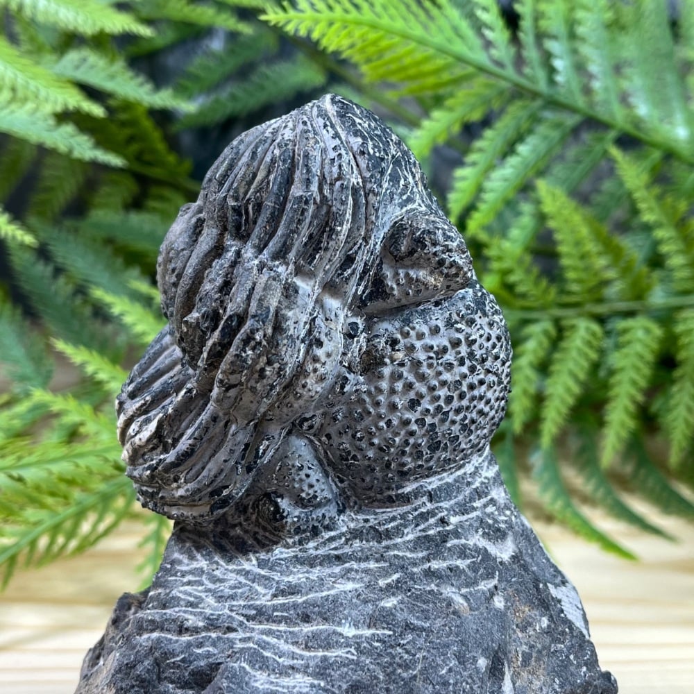 Trilobite (Drotops)