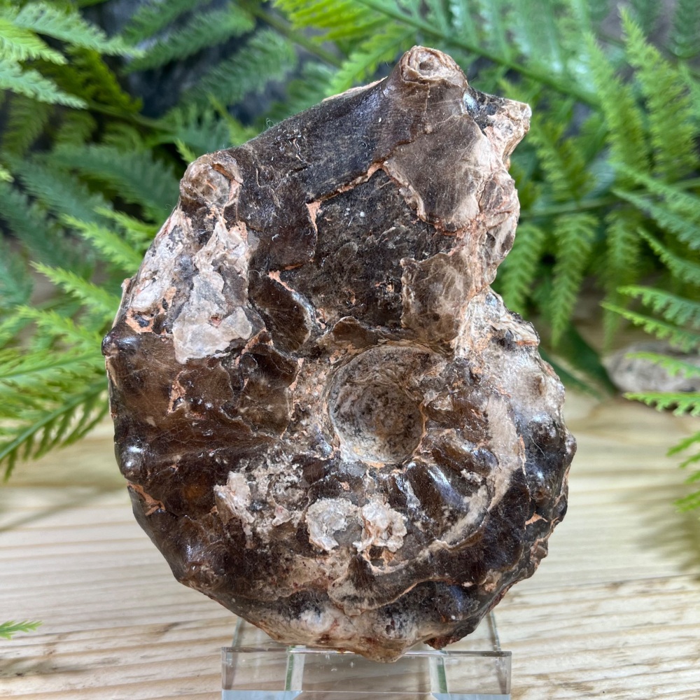 Ammonite (Mammites nodosoides)