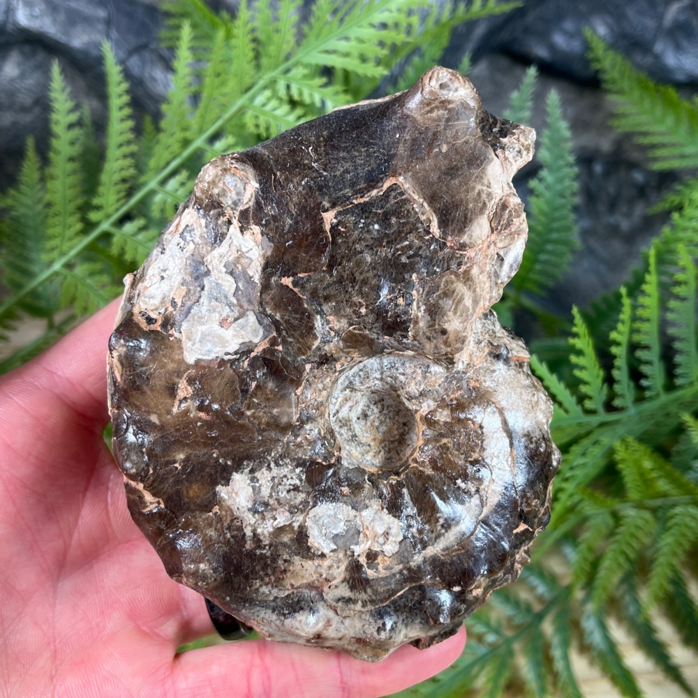 Ammonite (Mammites nodosoides)