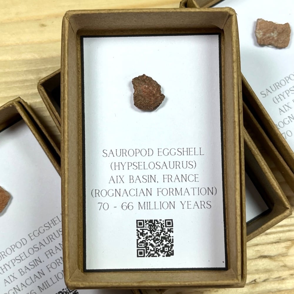 Hypselosaurus Sauropod Eggshell (France)