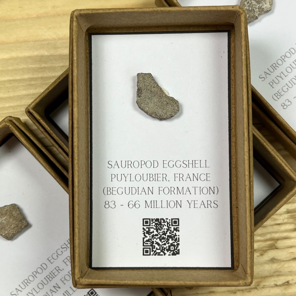 Titanosaur Sauropod Eggshell (France)