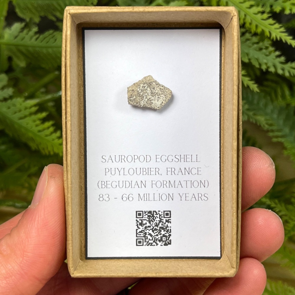 Titanosaur Sauropod Eggshell (France)