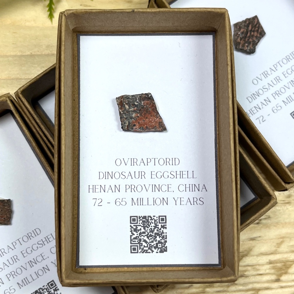 Oviraptorid Dinosaur Eggshell
