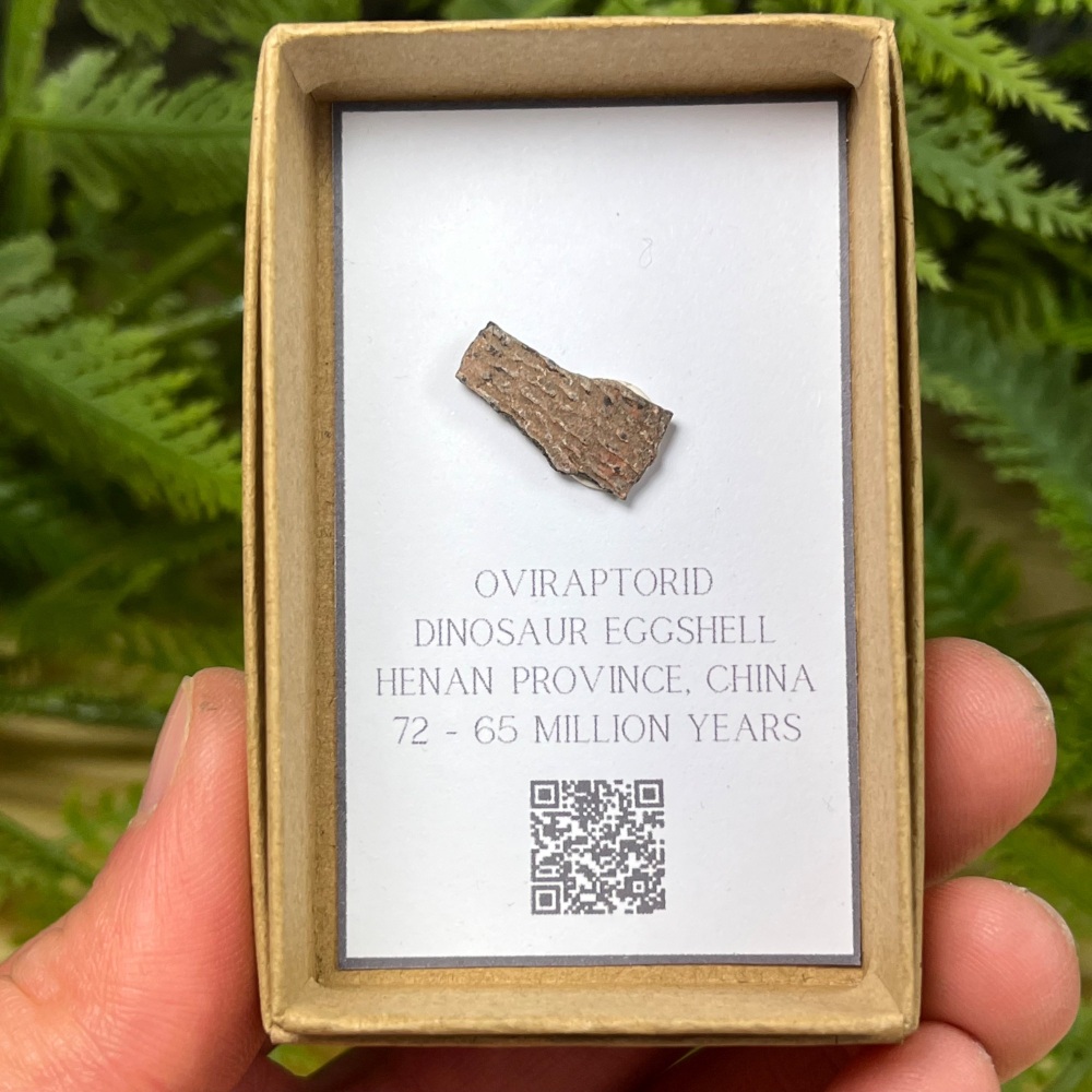 Oviraptorid Dinosaur Eggshell