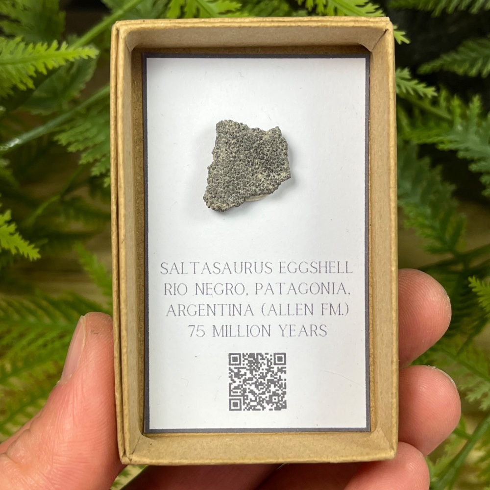 Saltasaurus Sauropod Eggshell (Patagonia)