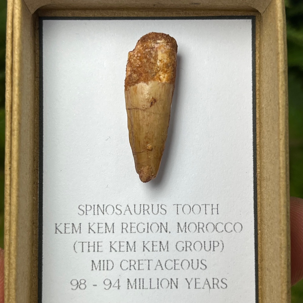 Spinosaurus Tooth