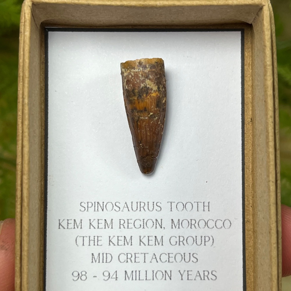 Spinosaurus Tooth