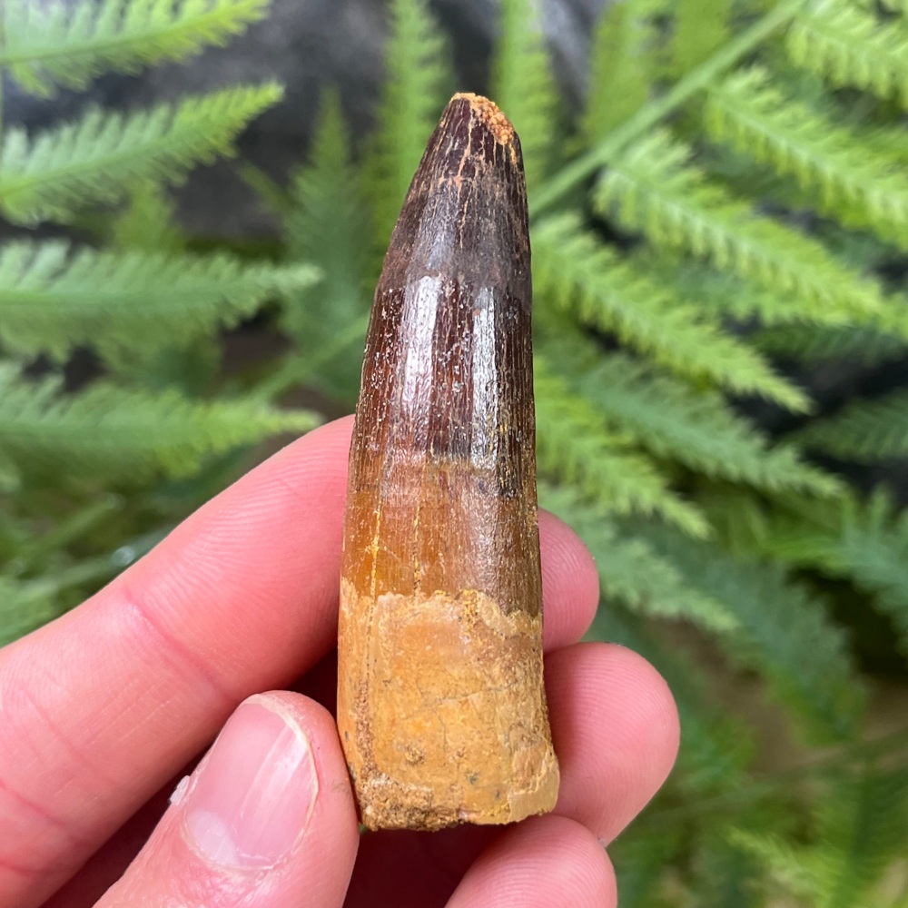 Spinosaurus Tooth
