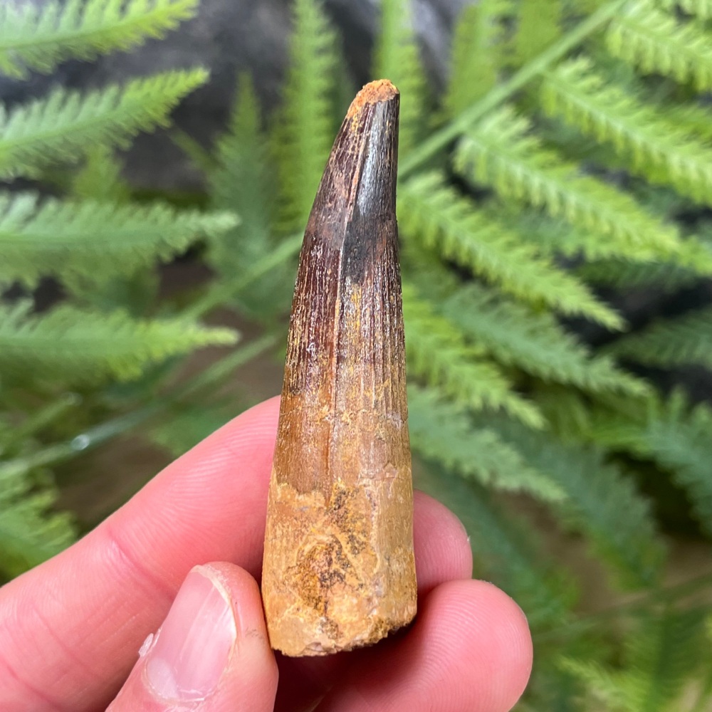 Spinosaurus Tooth