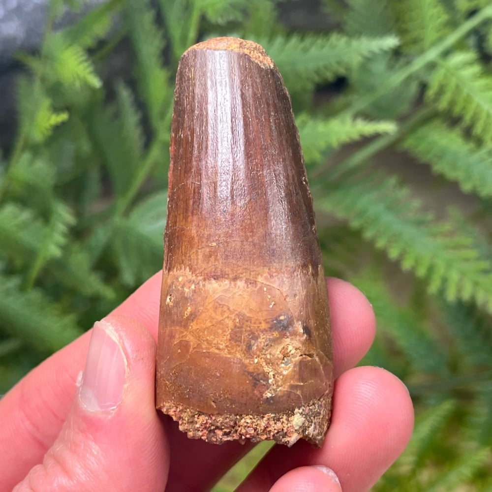 Spinosaurus Tooth