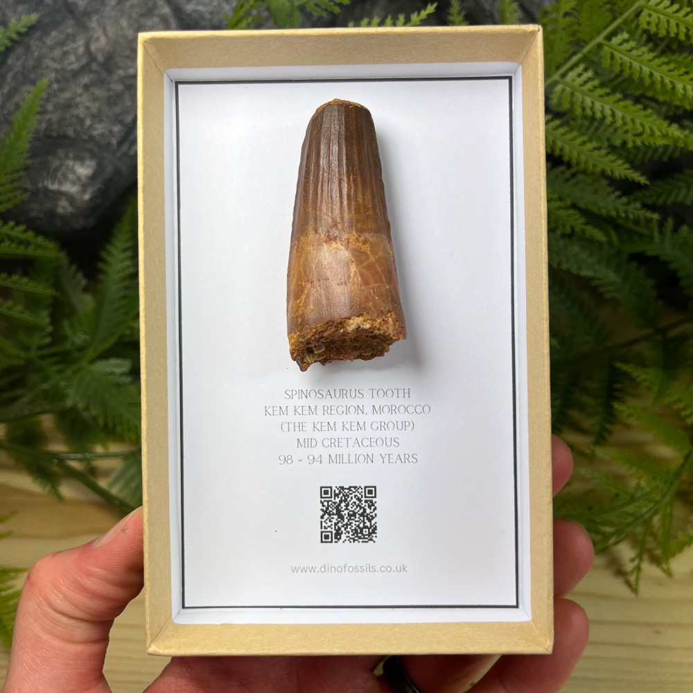 Spinosaurus Tooth