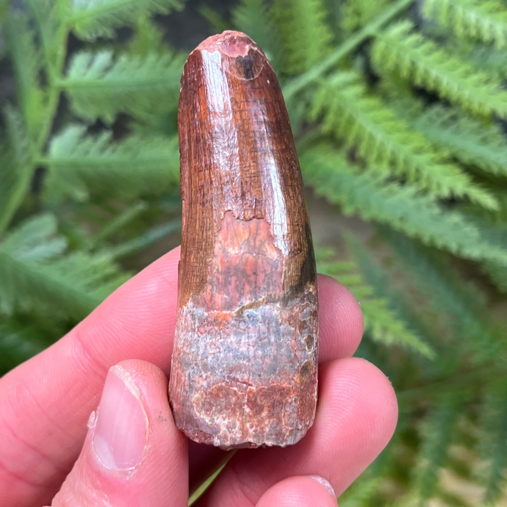 Spinosaurus Tooth