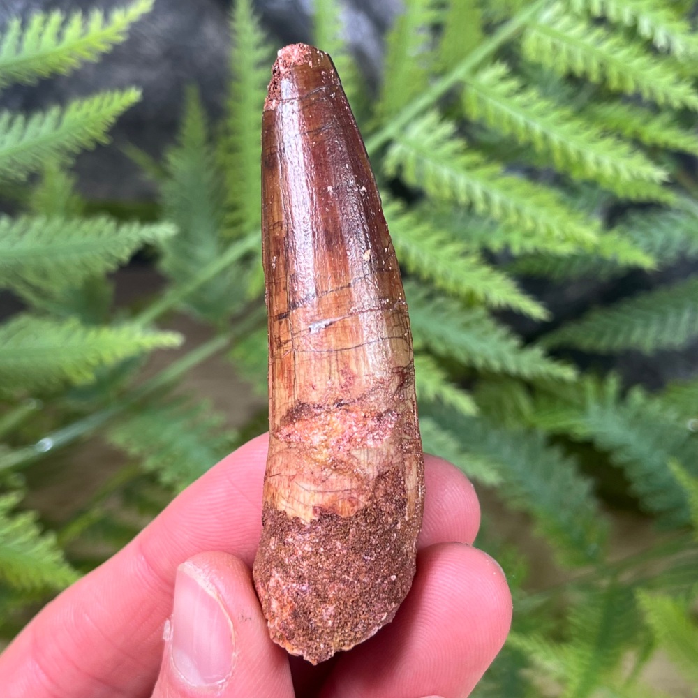 Spinosaurus Tooth