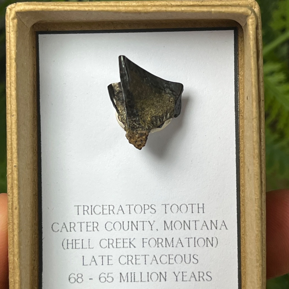 Triceratops Tooth