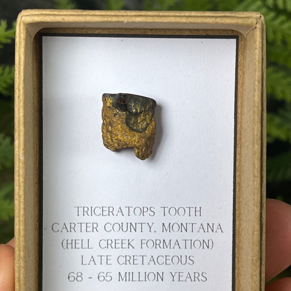 Triceratops Tooth