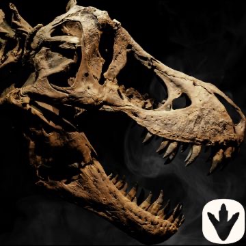 <!-- 002 -->Fossils