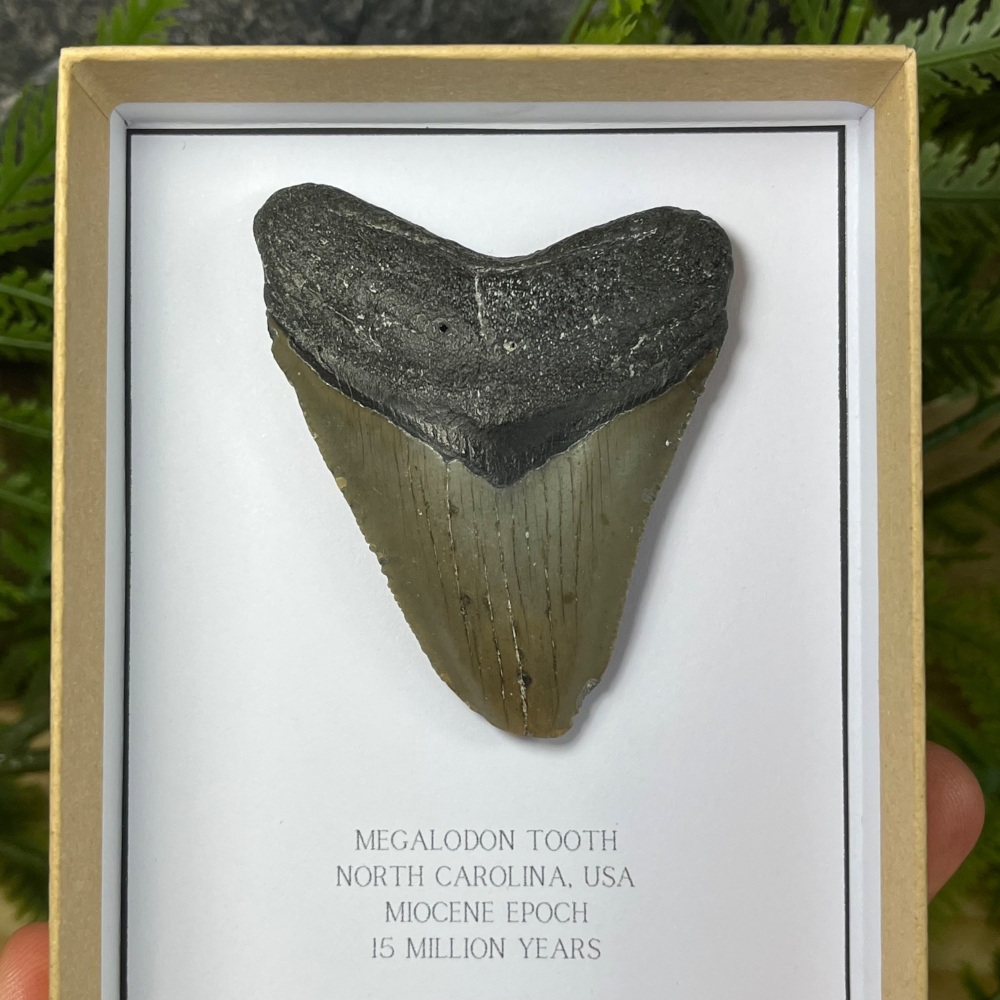 Megalodon Tooth