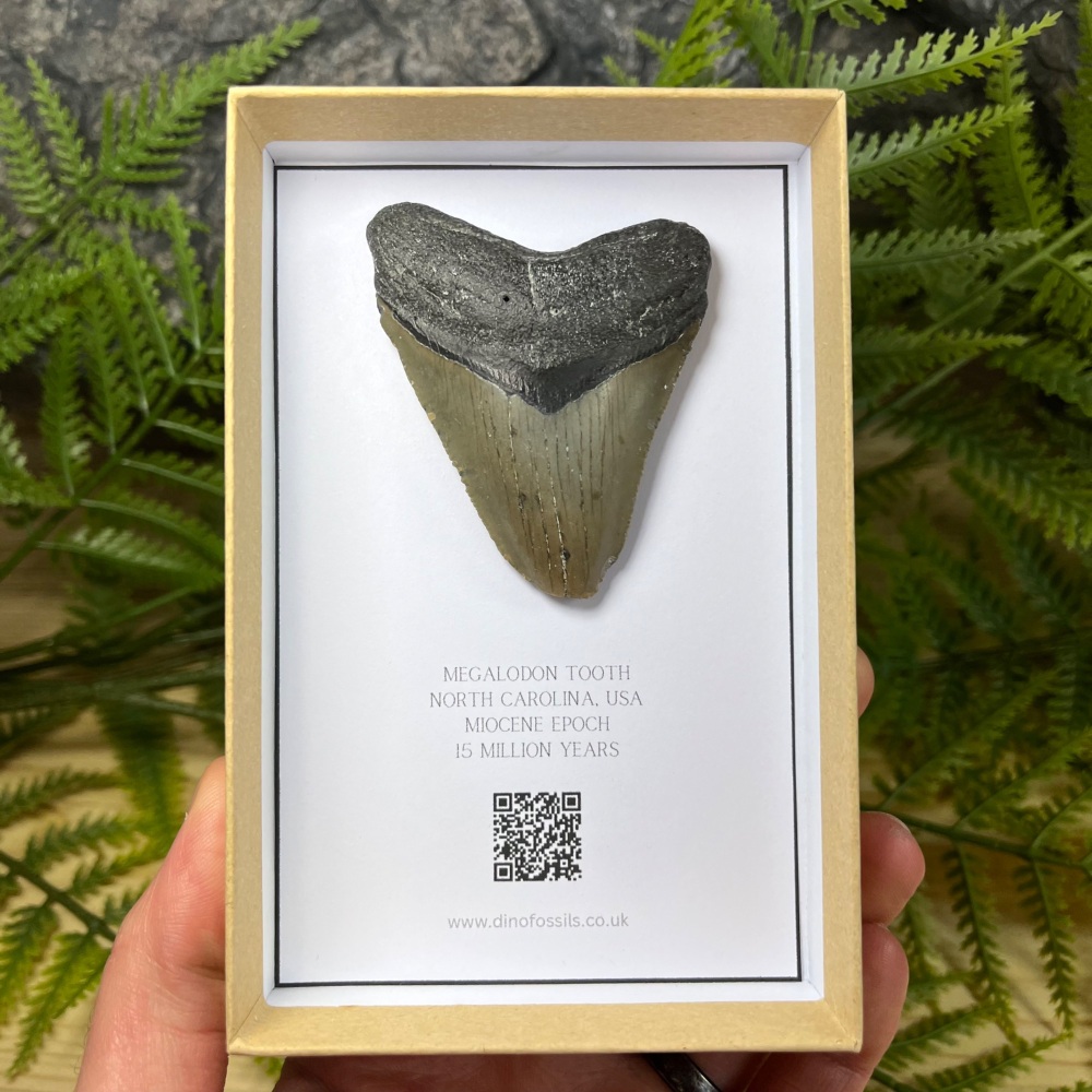 Megalodon Tooth