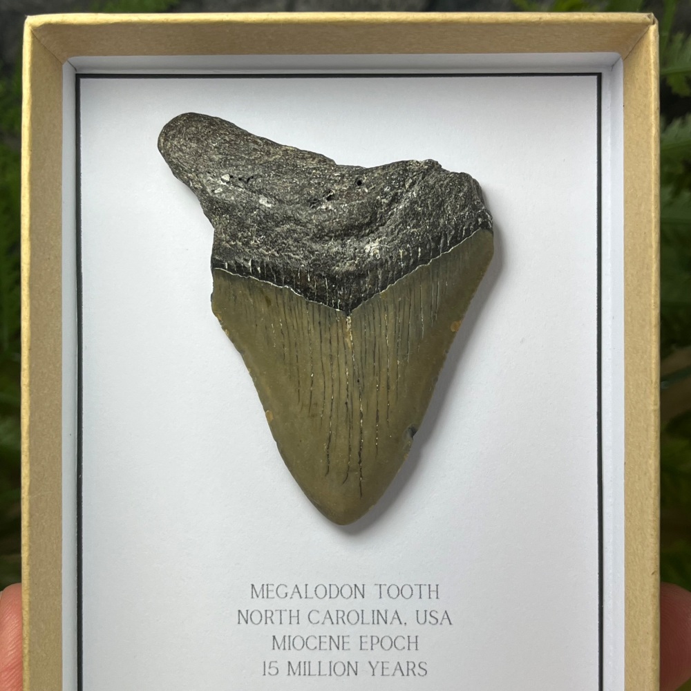 Megalodon Tooth